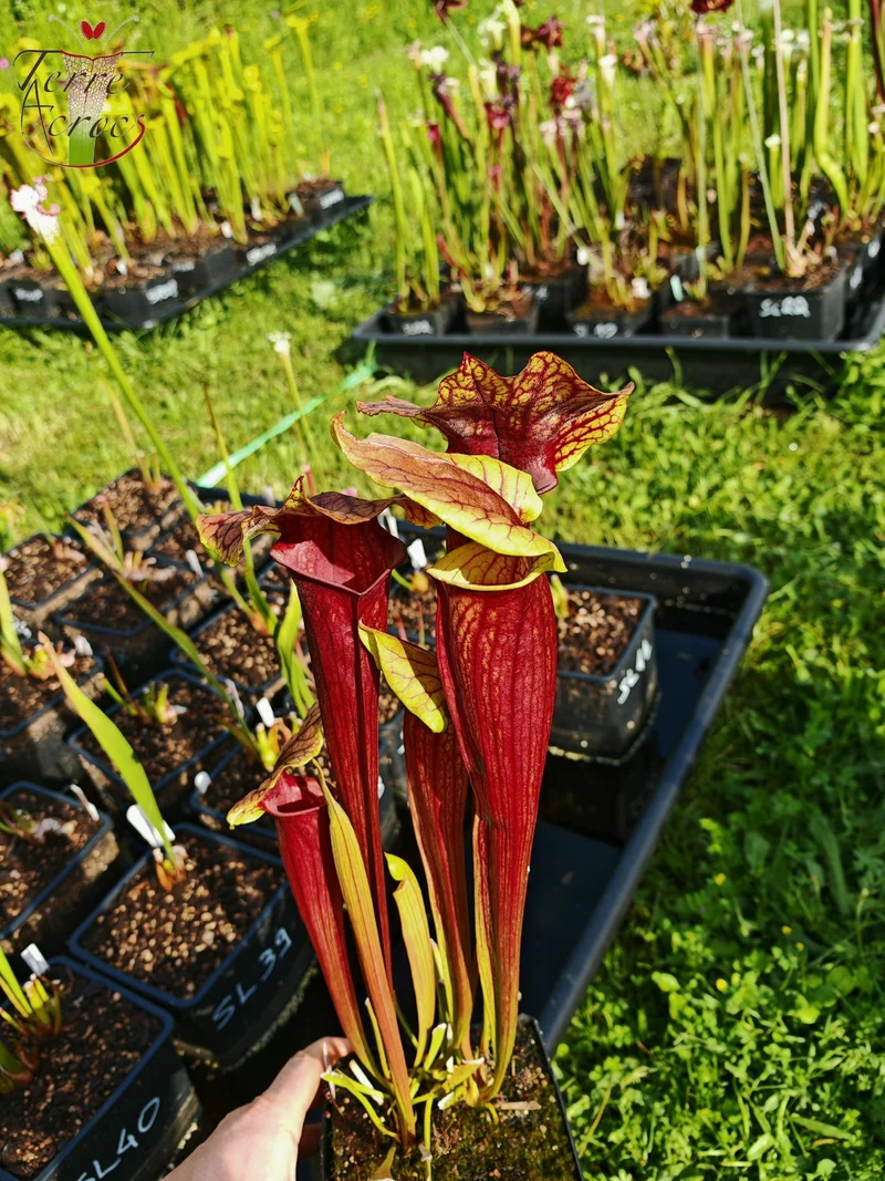 Graines Sarracenia 2025 (SX22f x OP)