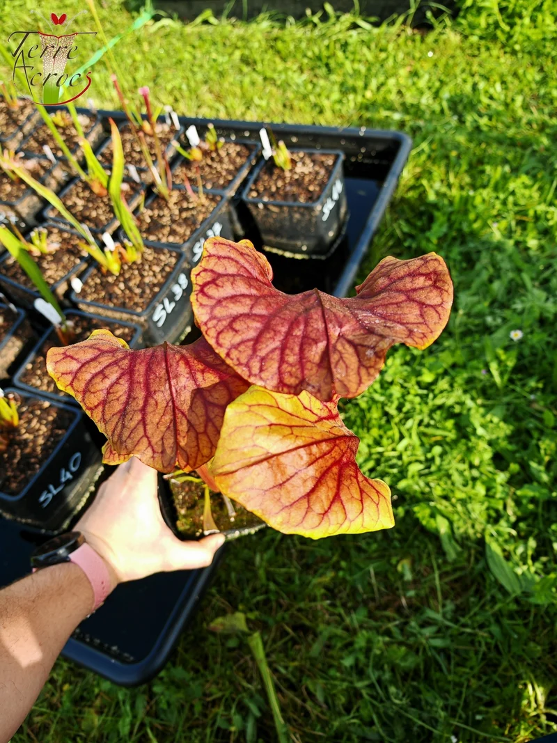 Graines Sarracenia 2025 (SX22f x OP)