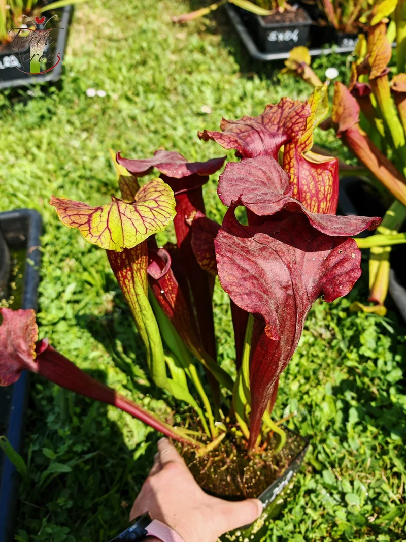 Graines Sarracenia 2025 (SX22f x OP)
