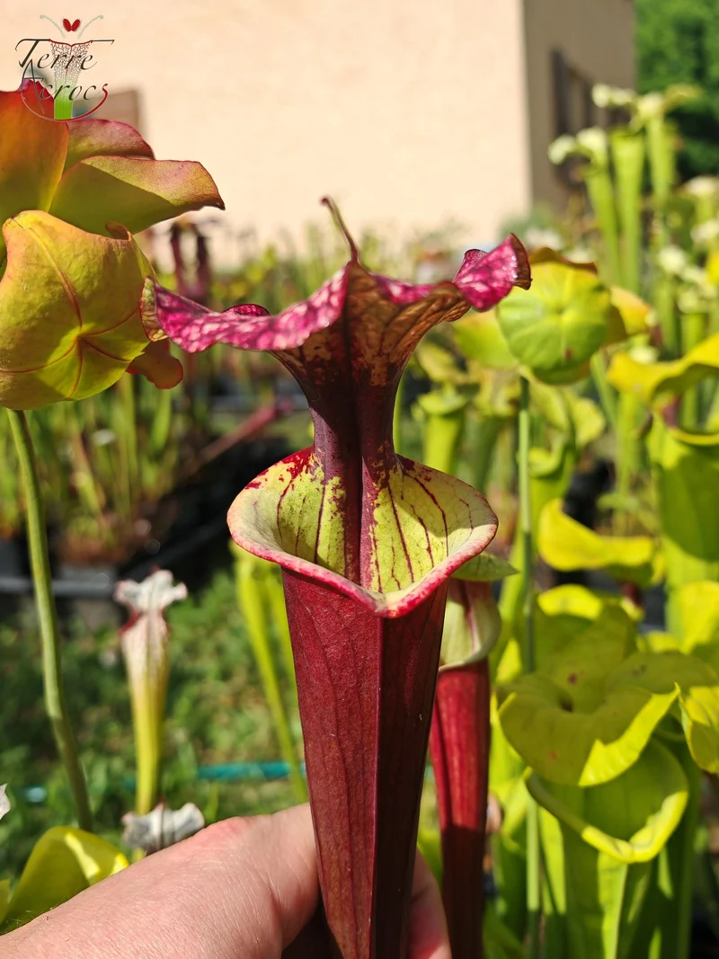 SX30a Sarracenia x (‘Leah Wilkerson’ x (atropurpurea x rubricorpora)
