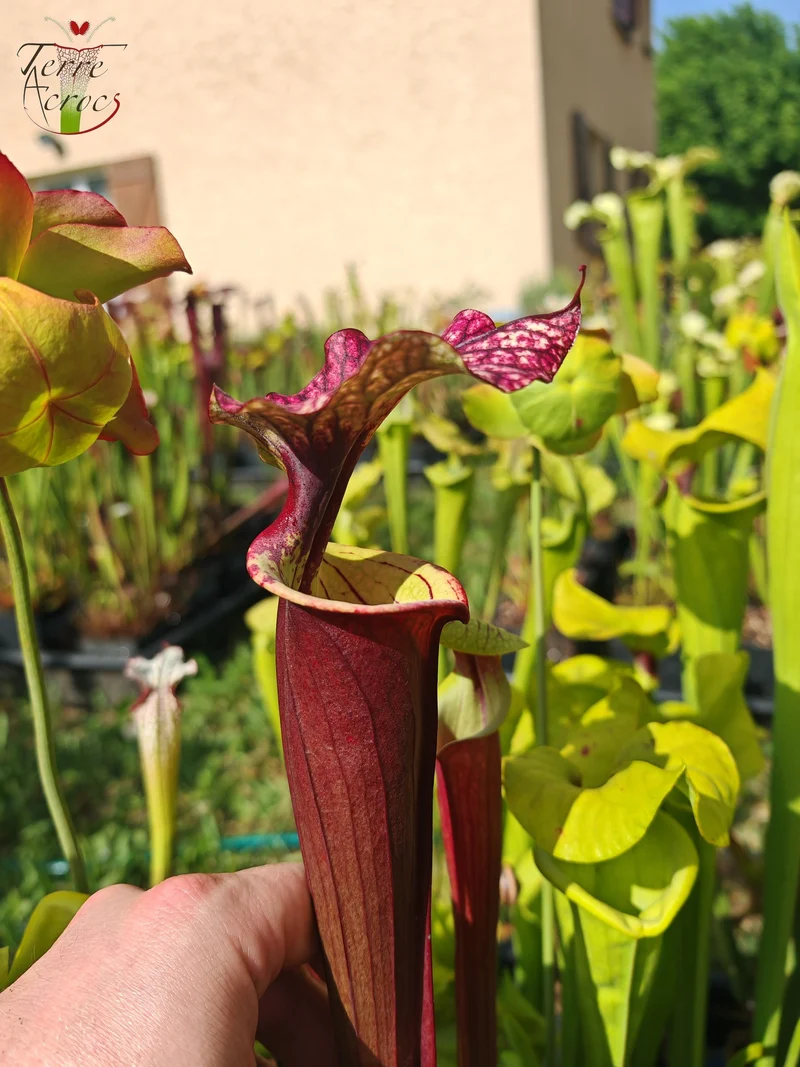 SX30a Sarracenia x (‘Leah Wilkerson’ x (atropurpurea x rubricorpora)