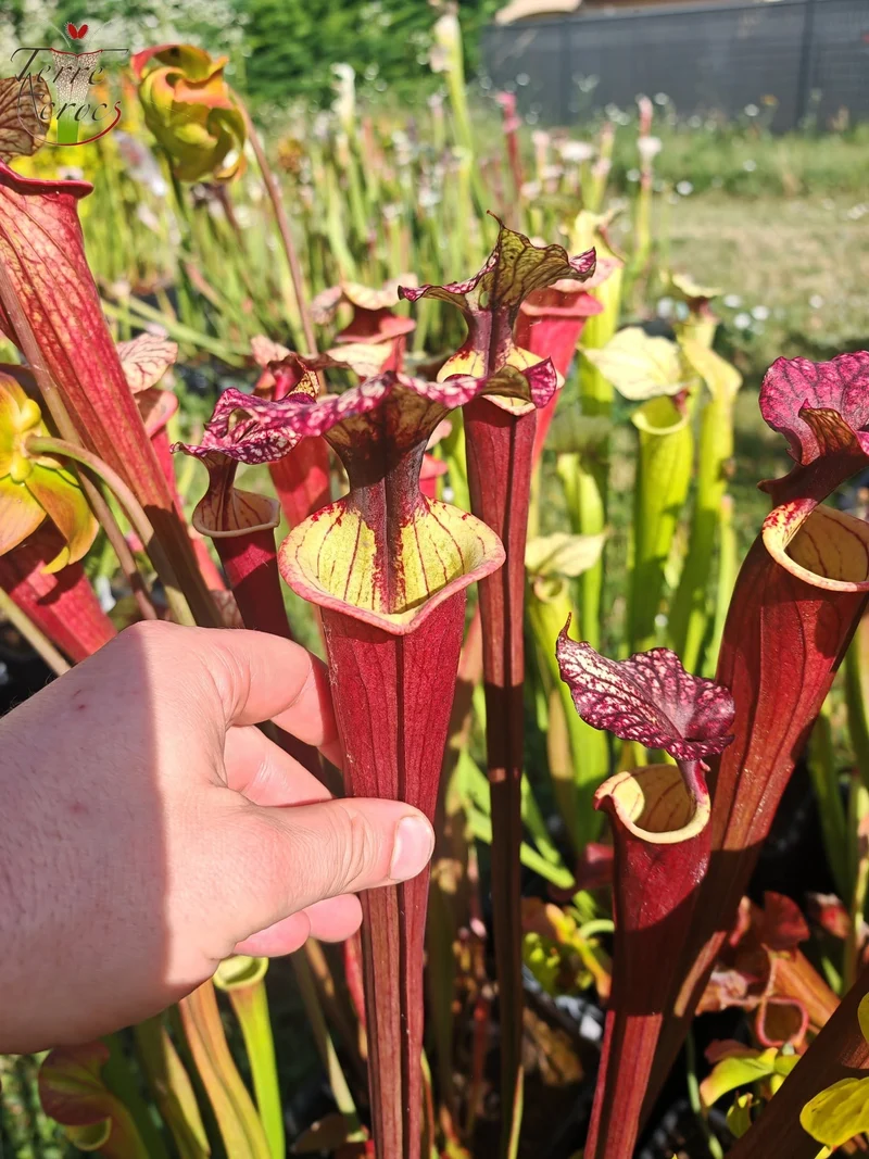 SX30a Sarracenia x (‘Leah Wilkerson’ x (atropurpurea x rubricorpora)