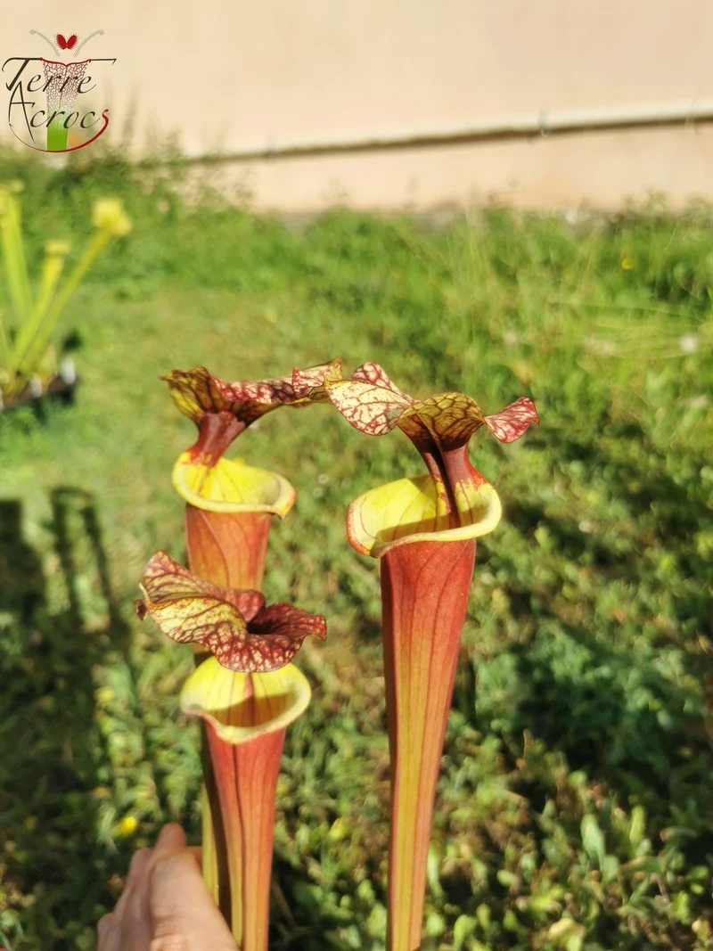 SX30a Sarracenia x (‘Leah Wilkerson’ x (atropurpurea x rubricorpora)