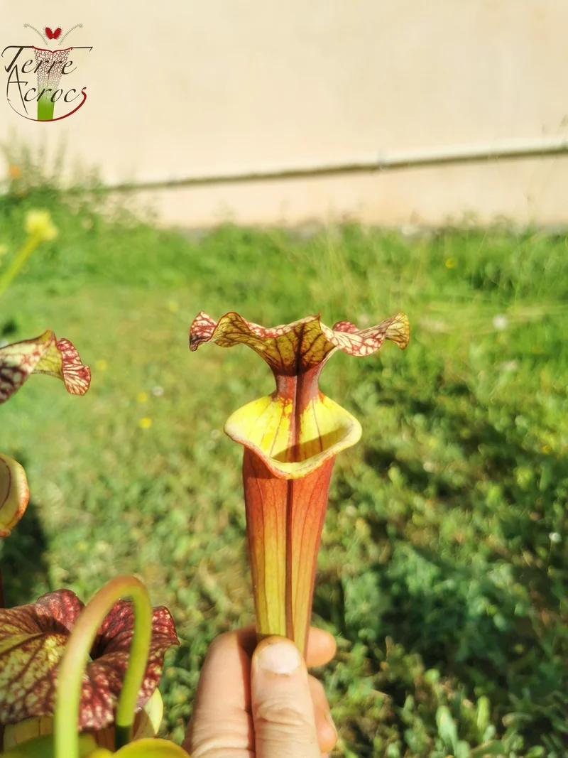 SX30a Sarracenia x (‘Leah Wilkerson’ x (atropurpurea x rubricorpora)