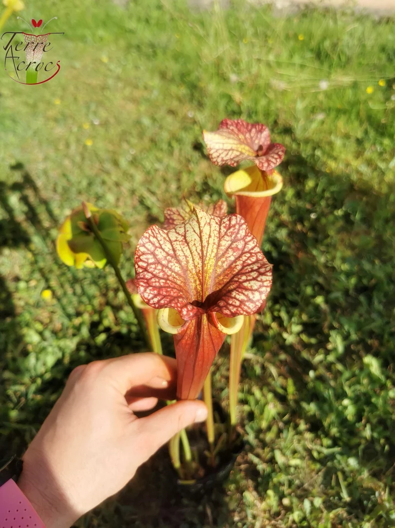 SX30a Sarracenia x (‘Leah Wilkerson’ x (atropurpurea x rubricorpora)