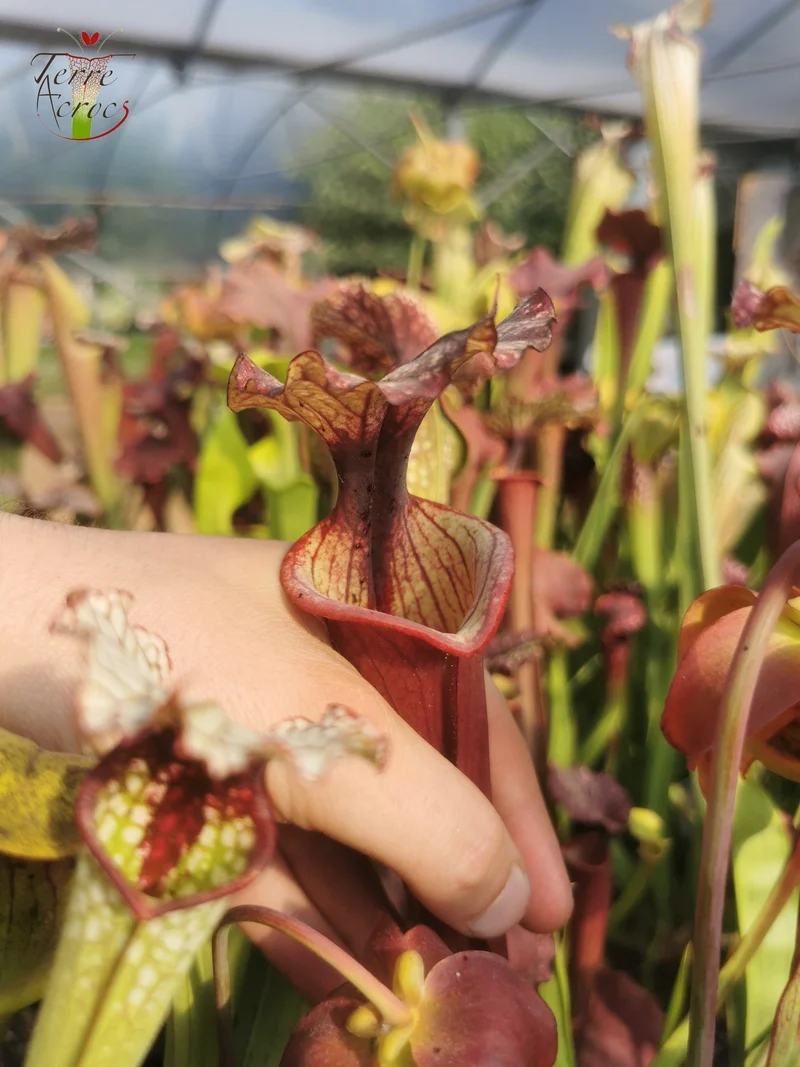 SX30a Sarracenia x (‘Leah Wilkerson’ x (atropurpurea x rubricorpora)