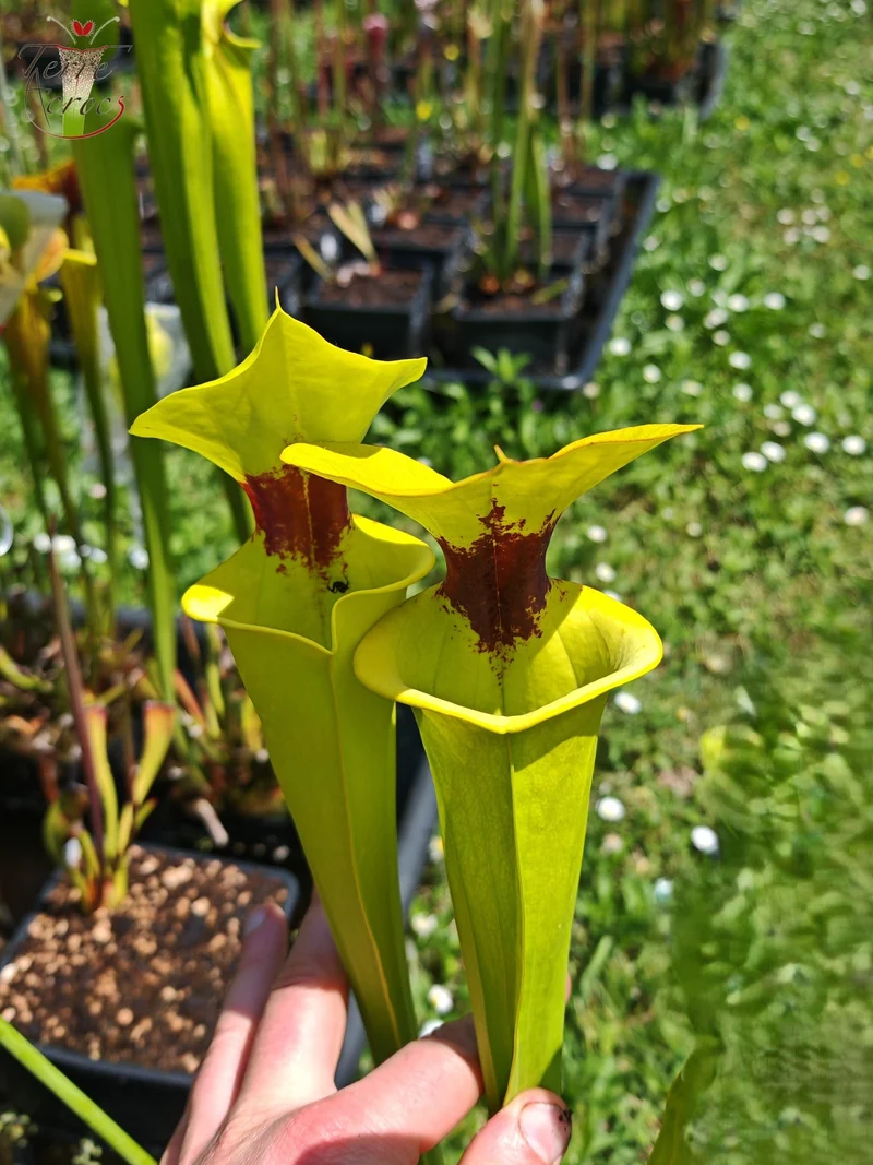 SFR02 Sarracenia flava var. rugelii -- Giant Robust Clone (F18, MK)