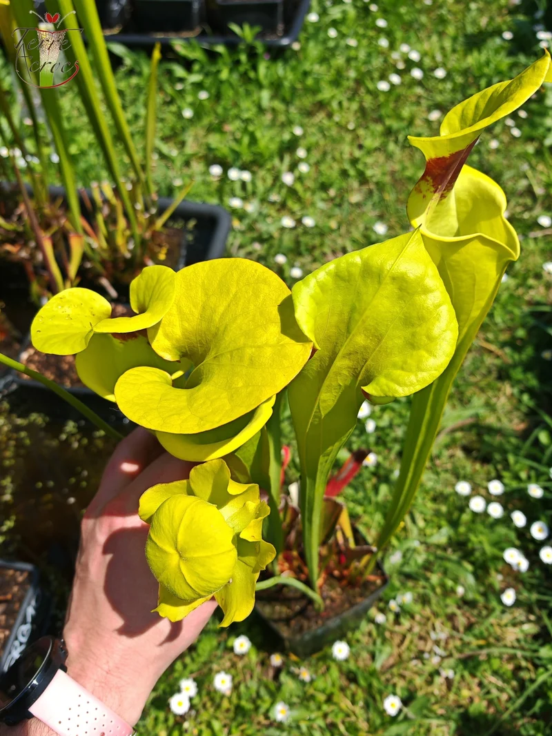 SFR02 Sarracenia flava var. rugelii -- Giant Robust Clone (F18, MK)