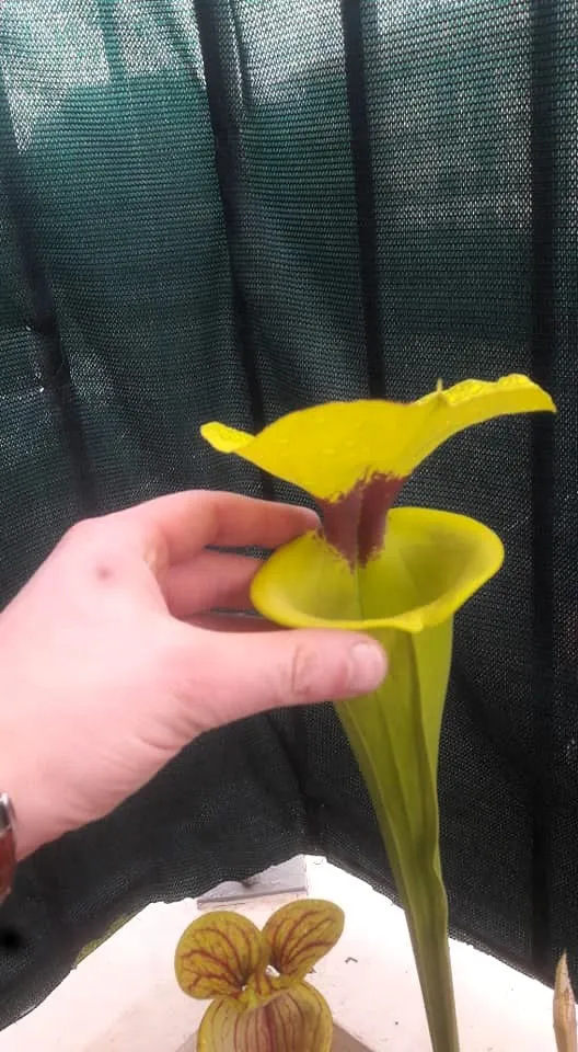 SFR02 Sarracenia flava var. rugelii -- Giant Robust Clone (F18, MK)