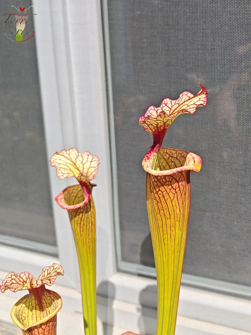 LBU07 Sarracenia hybride