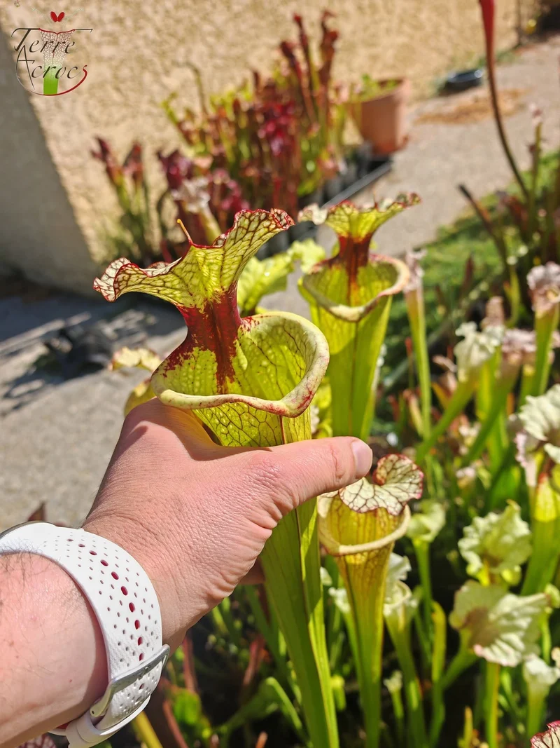 LBU07 Sarracenia hybride