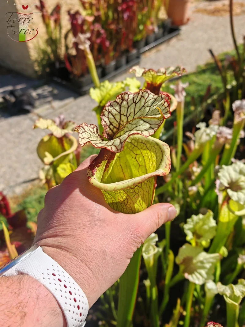 LBU07 Sarracenia hybride