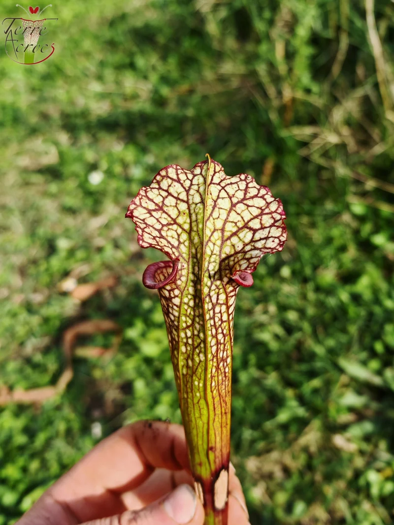 LBU05 Sarracenia hybride