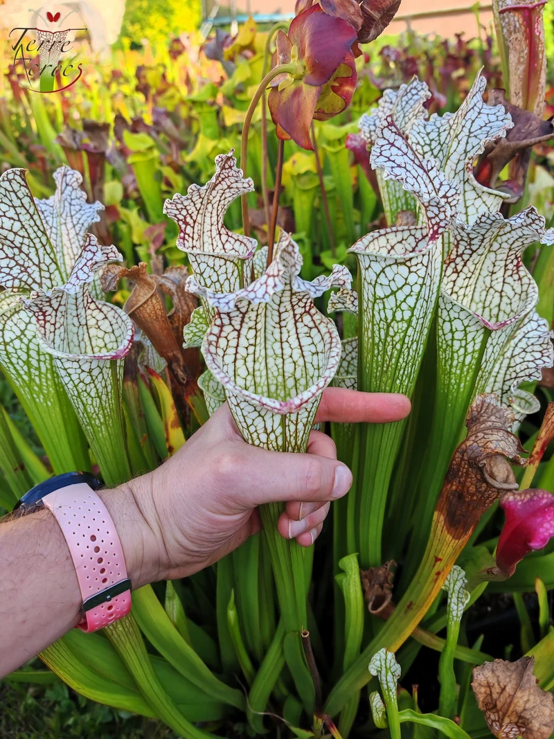 Graines Sarracenia 2025 (SX26a x OP)