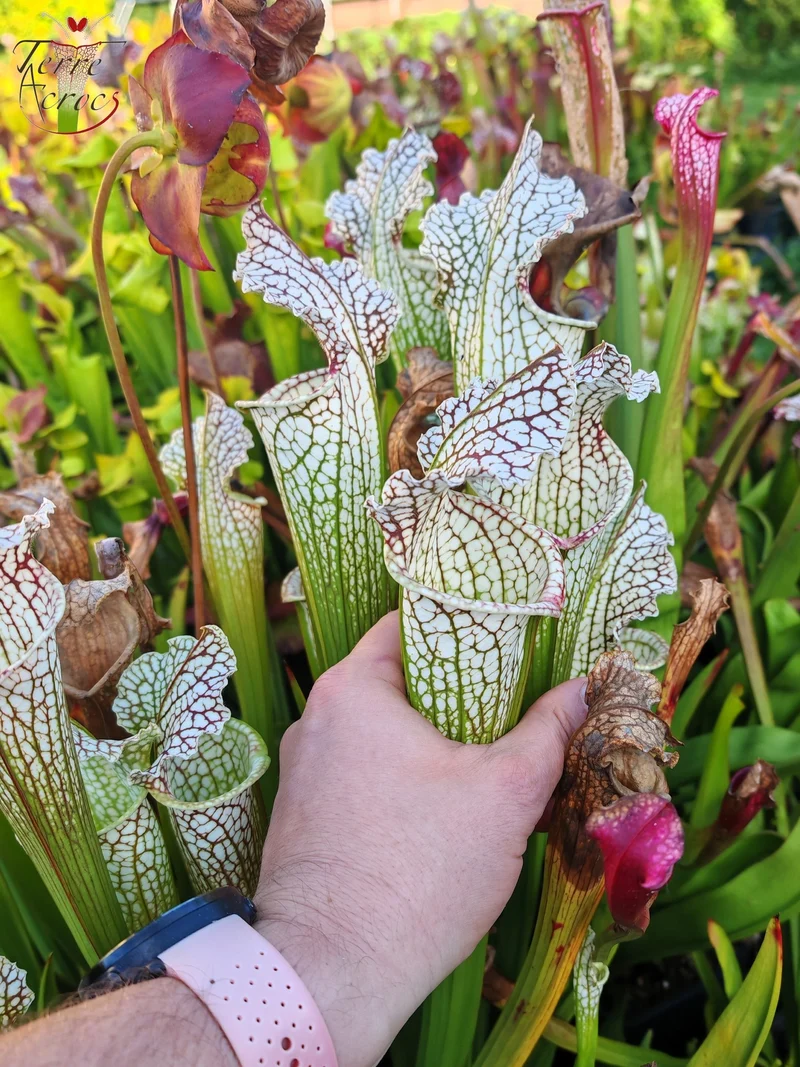 Graines Sarracenia 2025 (SX26a x OP)