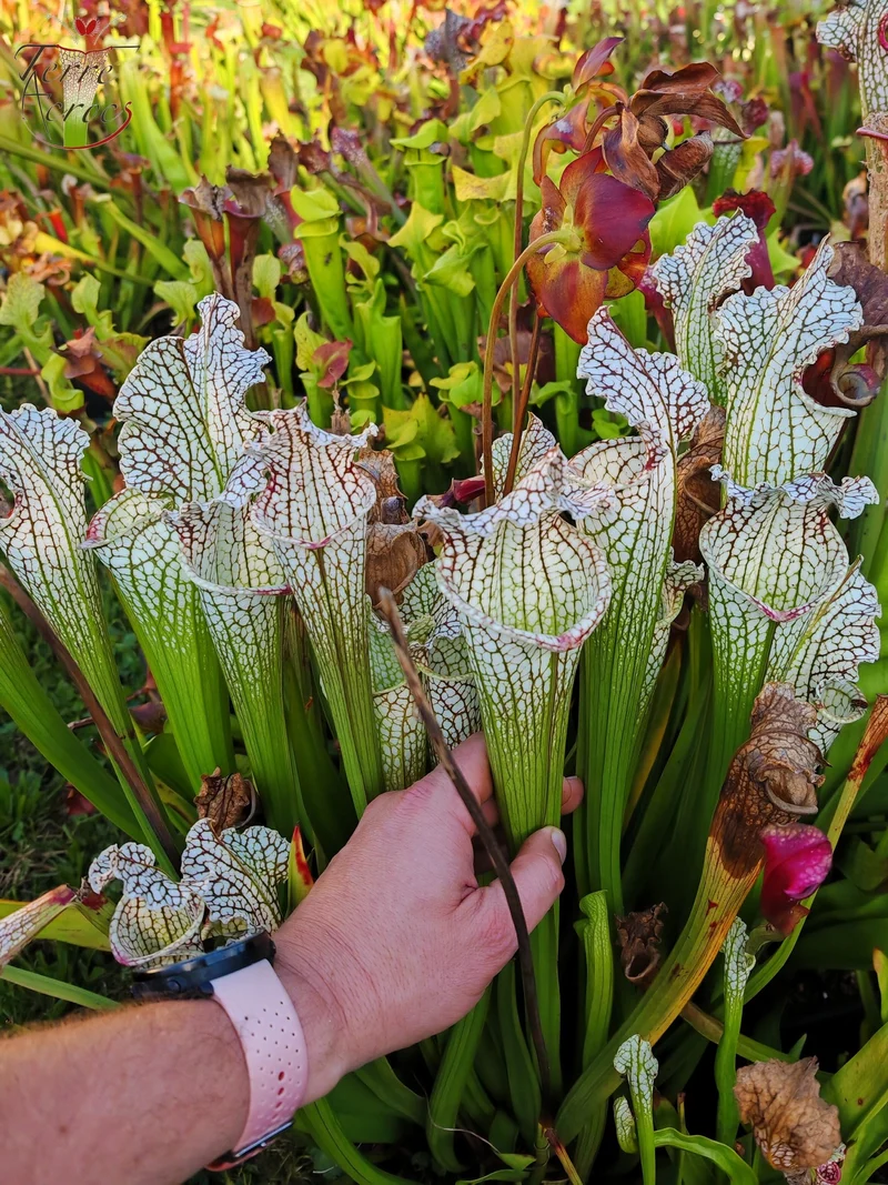 Graines Sarracenia 2025 (SX26a x OP)