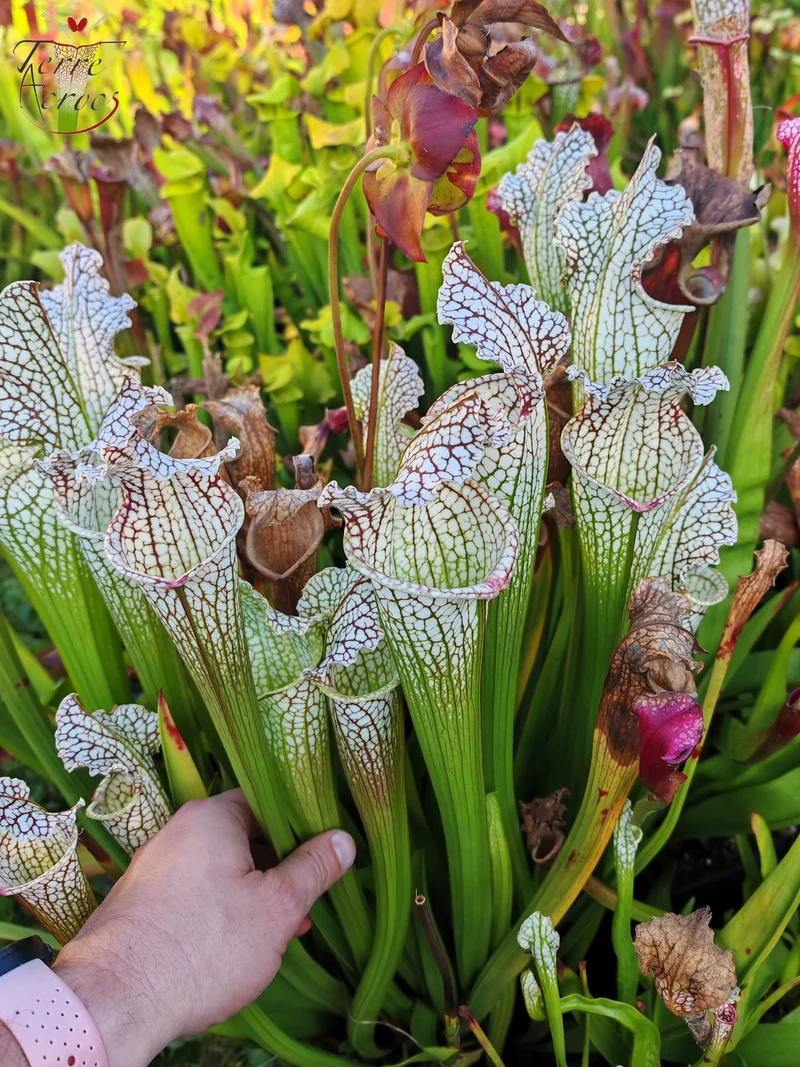 Graines Sarracenia 2025 (SX26a x OP)
