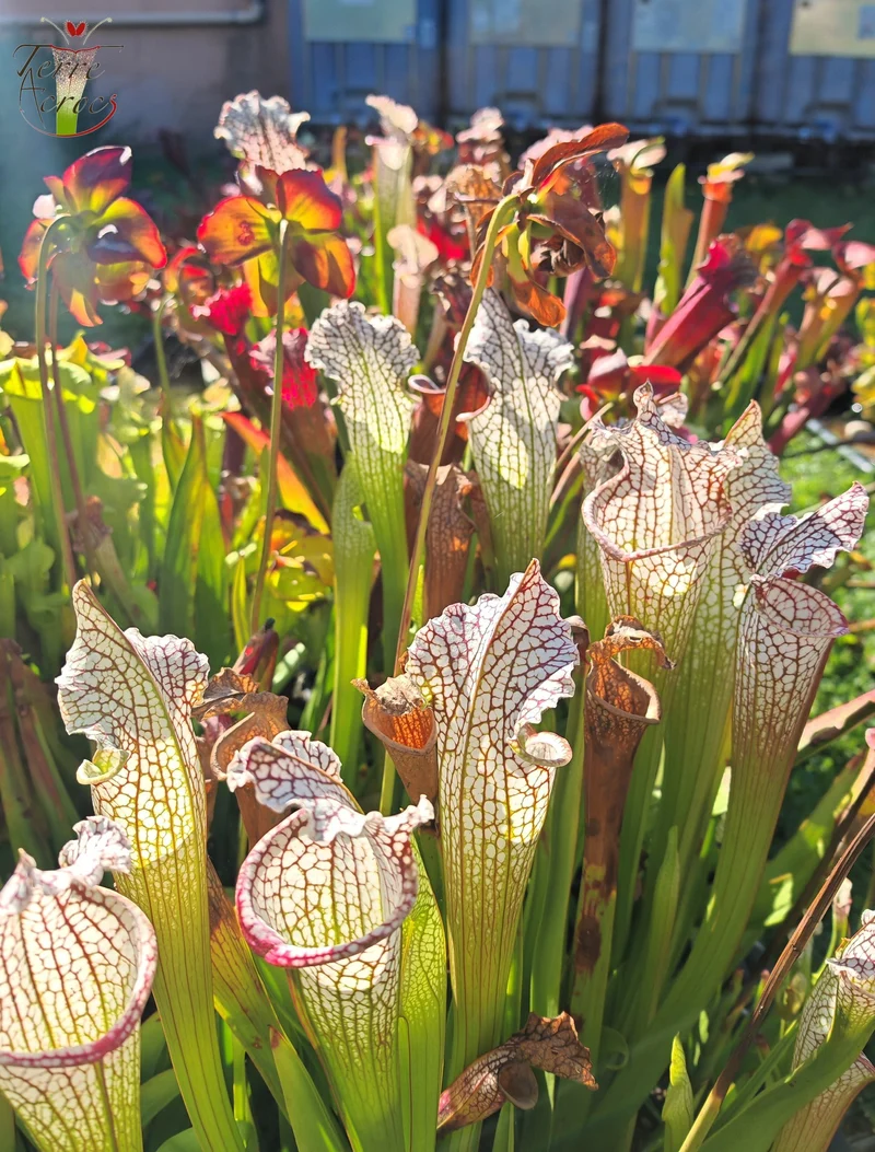 Graines Sarracenia 2025 (SX26a x OP)