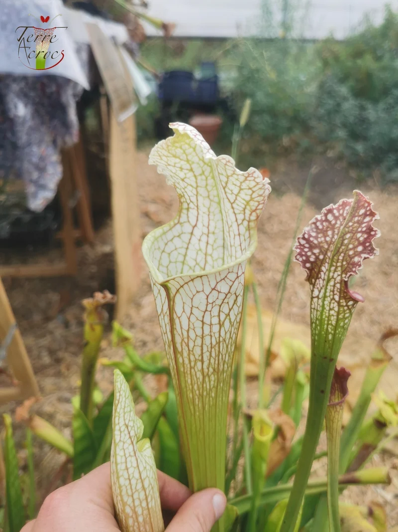Graines Sarracenia 2025 (SX26a x OP)