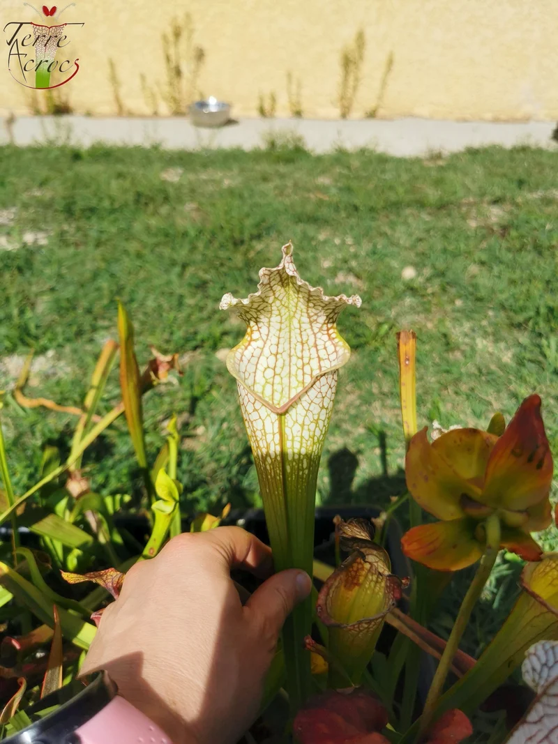 Graines Sarracenia 2025 (SX26a x OP)