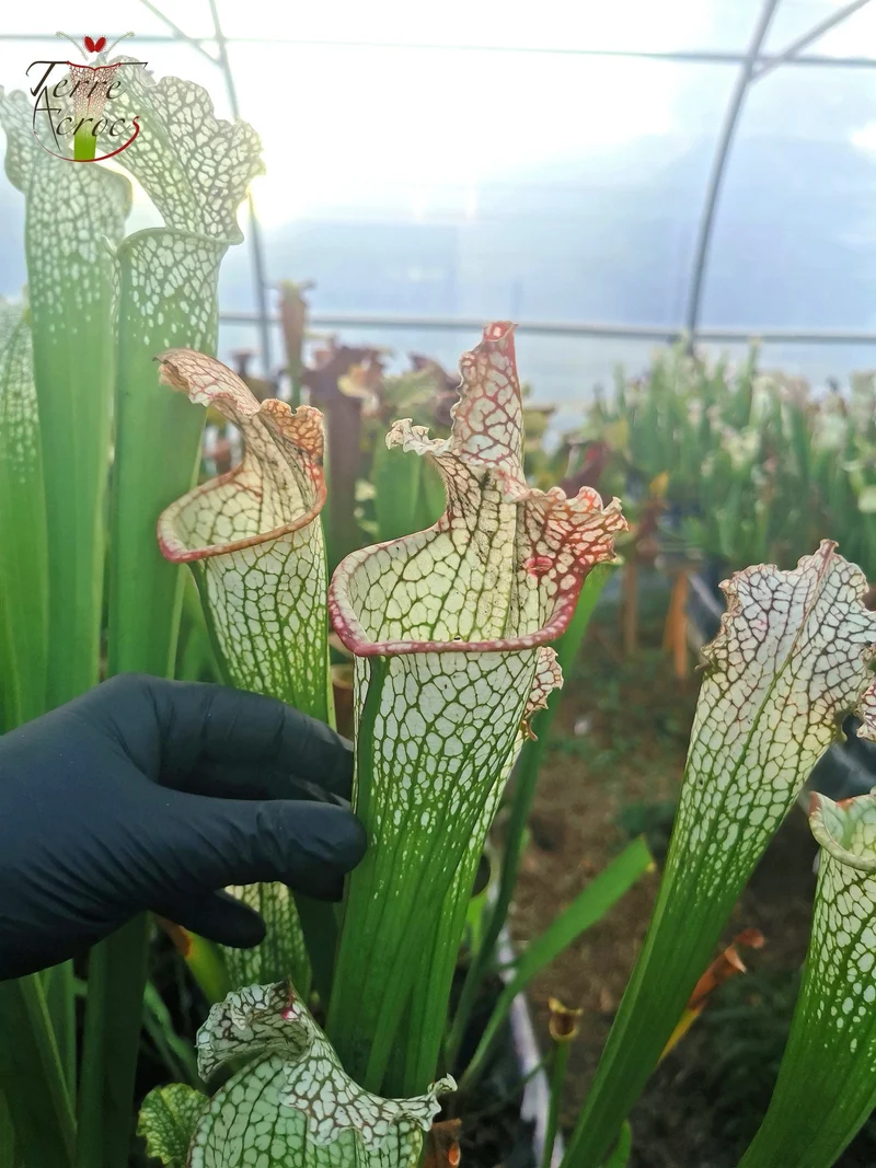Graines Sarracenia 2025 (SX26a x OP)
