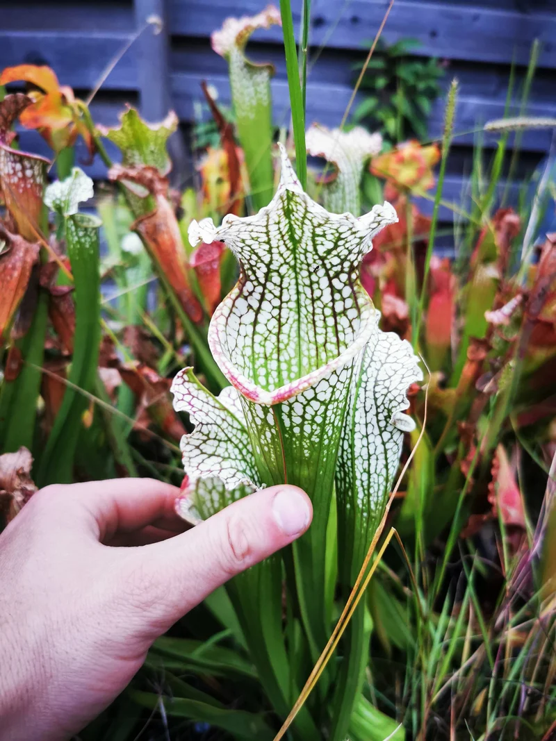 Graines Sarracenia 2025 (SX26a x OP)