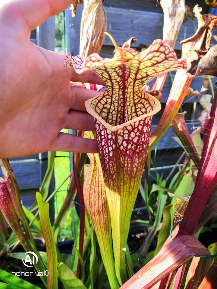 SXM01b Sarracenia x moorei -- "Voile Ecarlate"