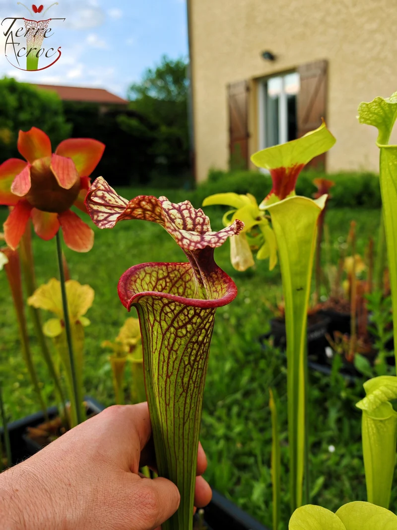 SXM10b Sarracenia x moorei -- “Helen Mary” (H182, MK)