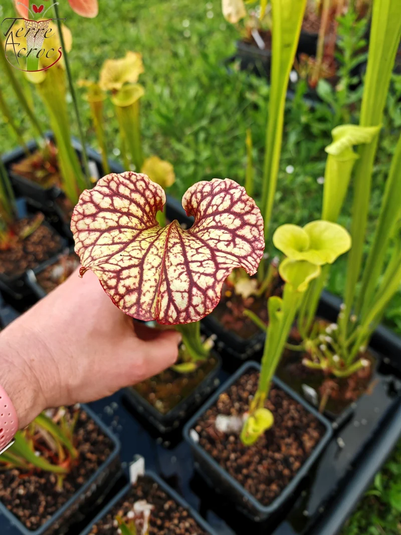 SXM10b Sarracenia x moorei -- “Helen Mary” (H182, MK)