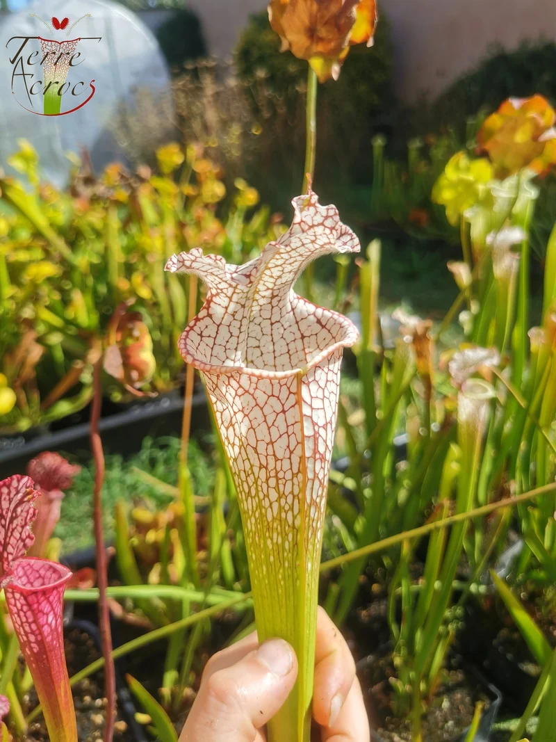 SL11 Sarracenia leucophylla -- 'Mont Blanc' (L154, MK)