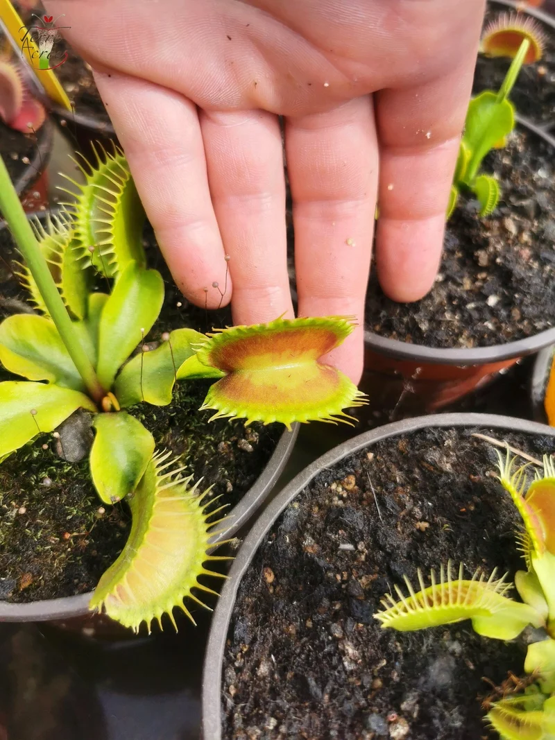 DM30 Dionaea muscipula -- "Antonov 225"