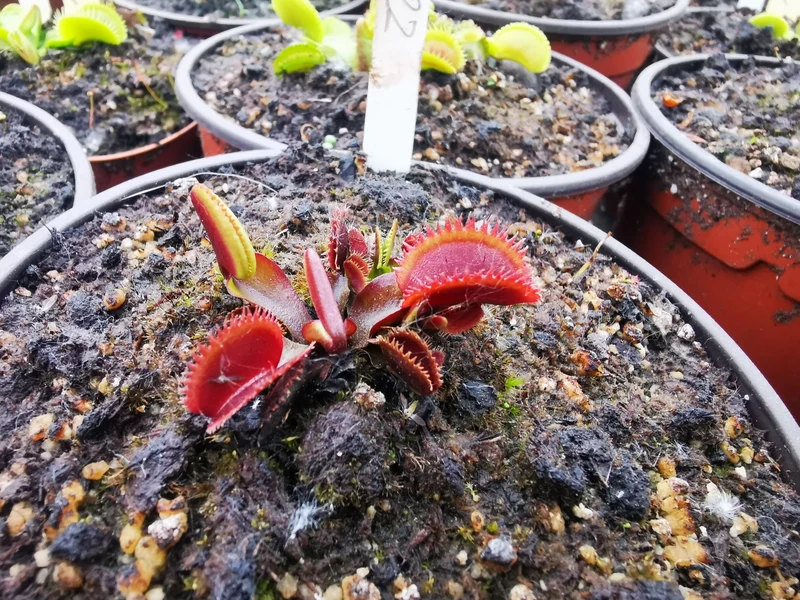 DM22 : Dionaea muscipula -- "Red Sawtooth"