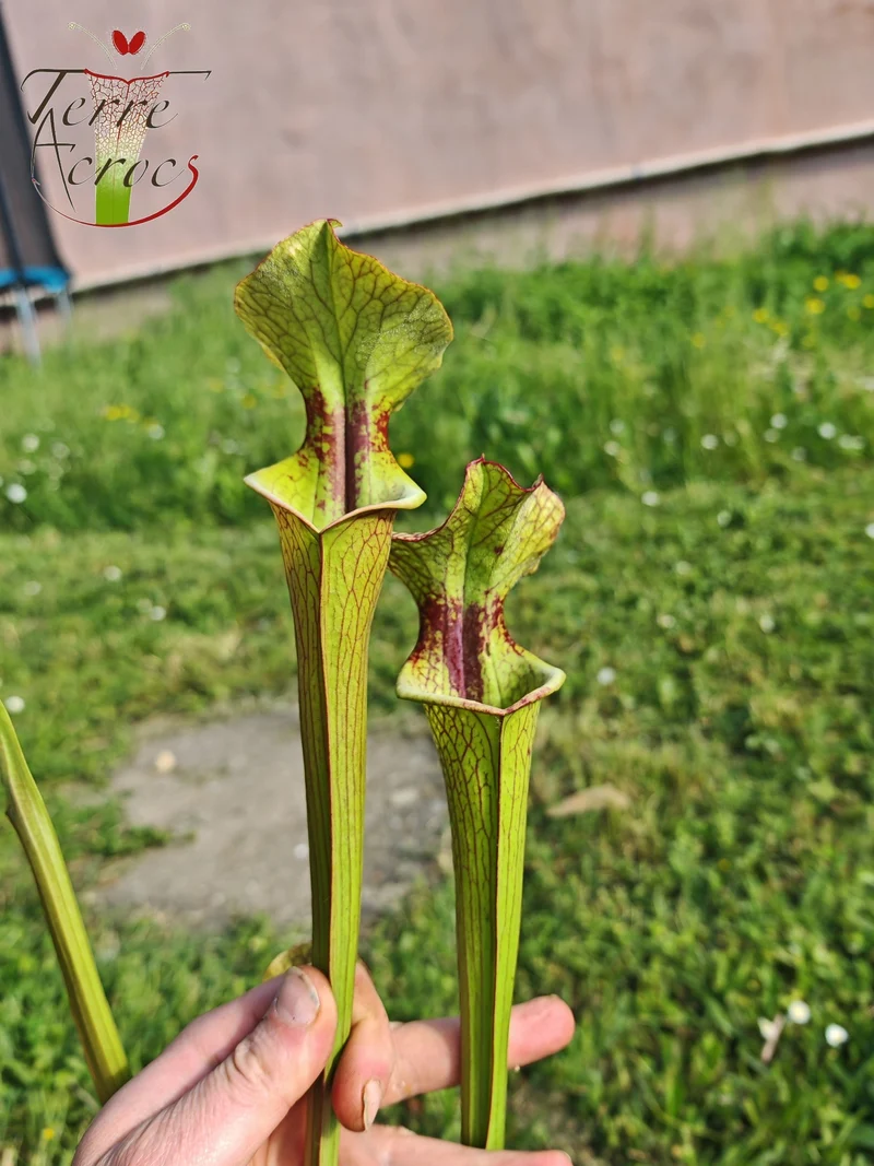 SX41U08-02 Sarracenia x (S. x moorei 'Leah Wilkerson' x S. x 'French Kiss') -- Pubescent Form