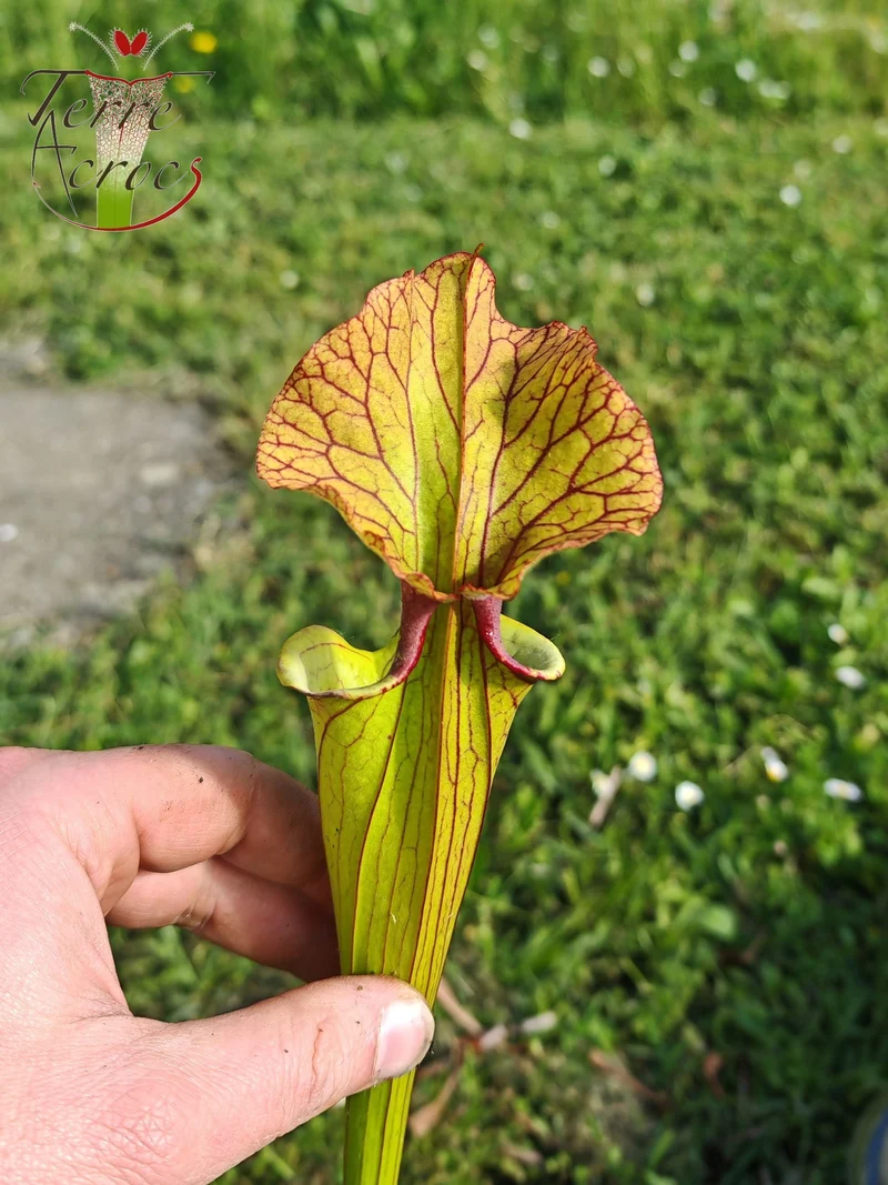 SX41U08-08 Sarracenia x (S. x moorei 'Leah Wilkerson' x S. x 'French Kiss')
