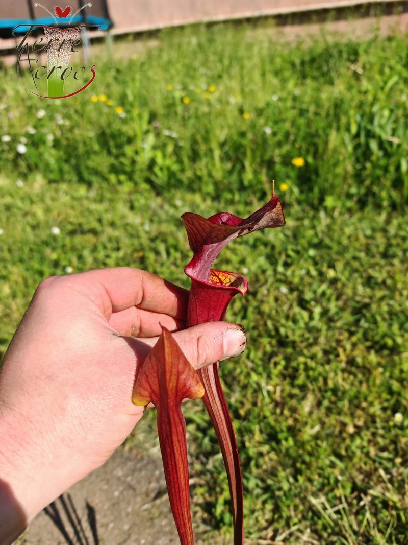 SX47U01 Sarracenia x (S. x moorei “Luben's Red” x S. flava var. atropurpurea -- All Red )