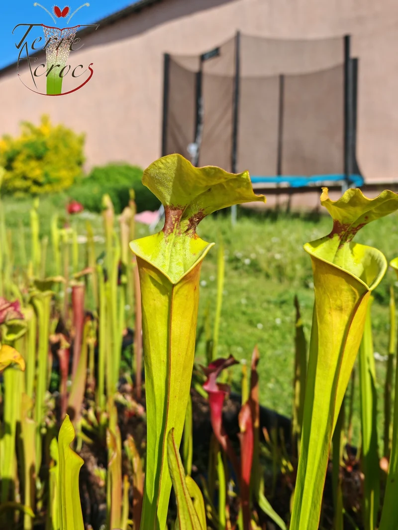SX41U09 Sarracenia x (S. x moorei 'Leah Wilkerson' x S. x 'French Kiss')