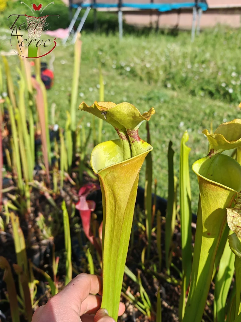 SX41U09 Sarracenia x (S. x moorei 'Leah Wilkerson' x S. x 'French Kiss')