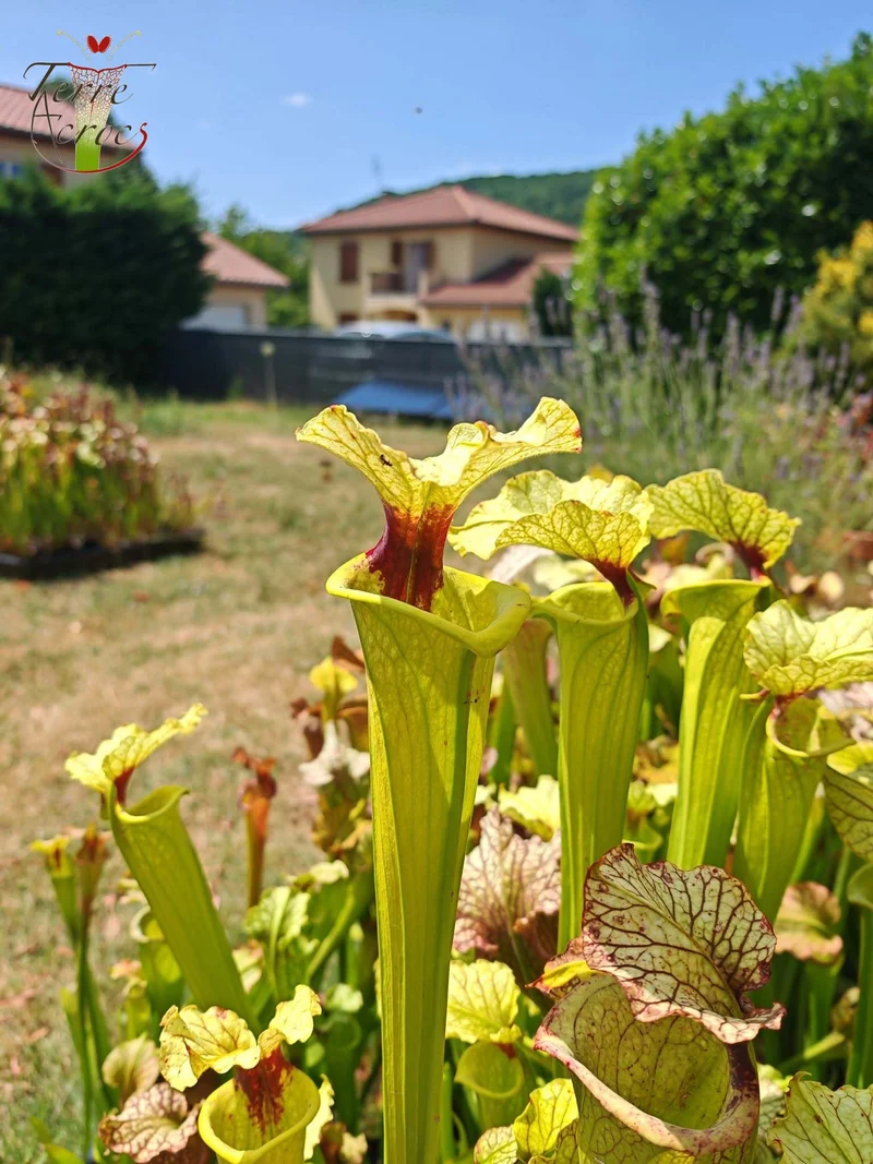 LBU09-04 Sarracenia hybride