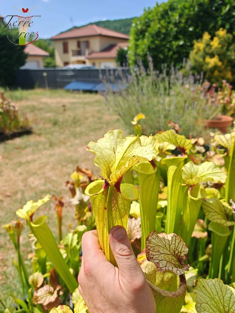 LBU09-04 Sarracenia hybride