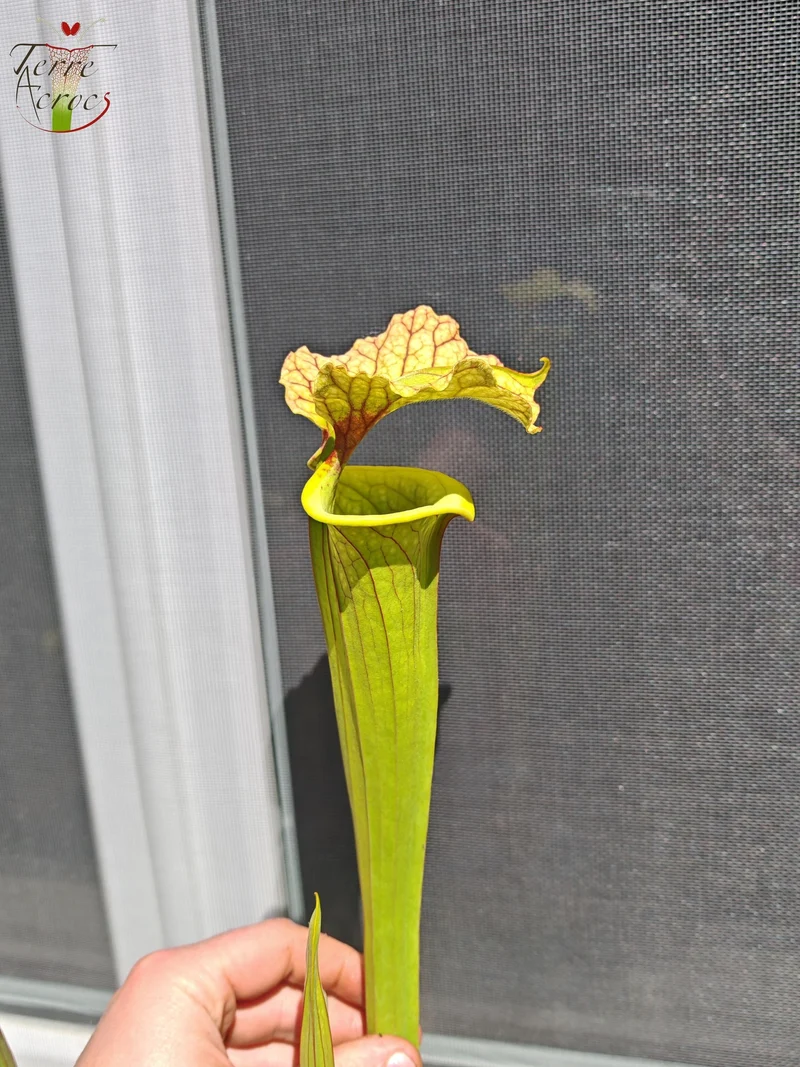 LBU09-04 Sarracenia hybride