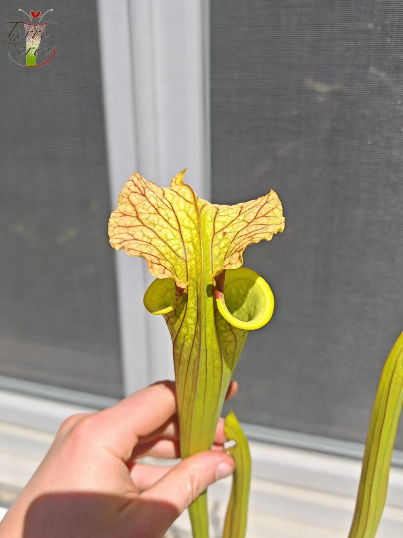 LBU09-04 Sarracenia hybride