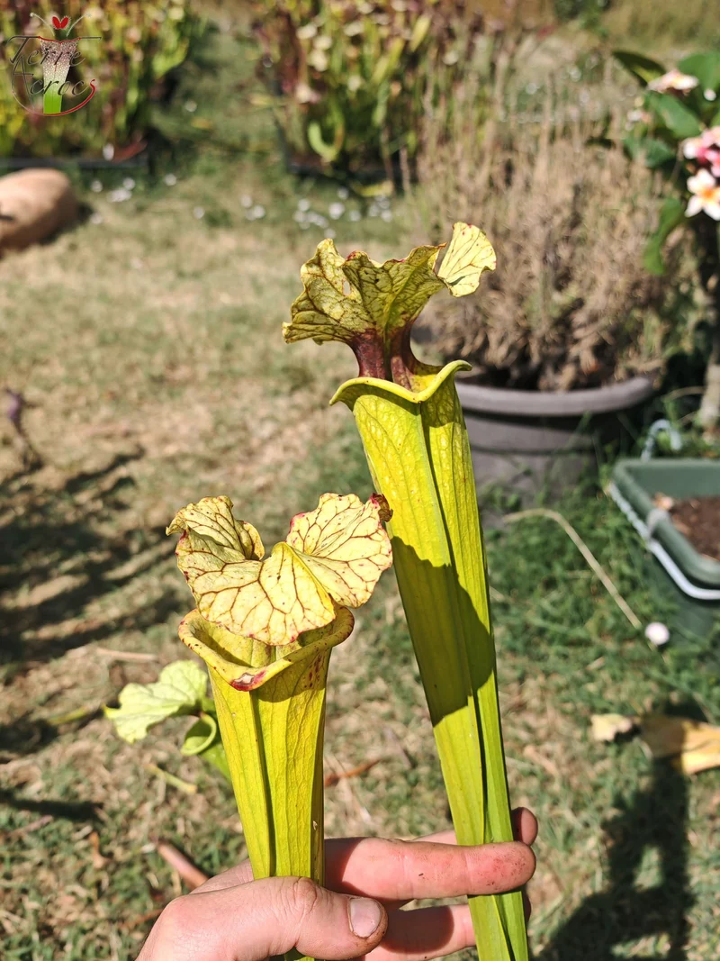 LBU09-04 Sarracenia hybride