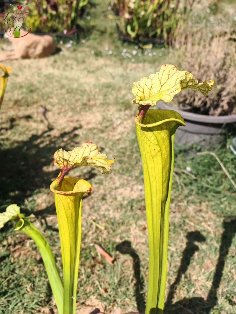 LBU09-04 Sarracenia hybride