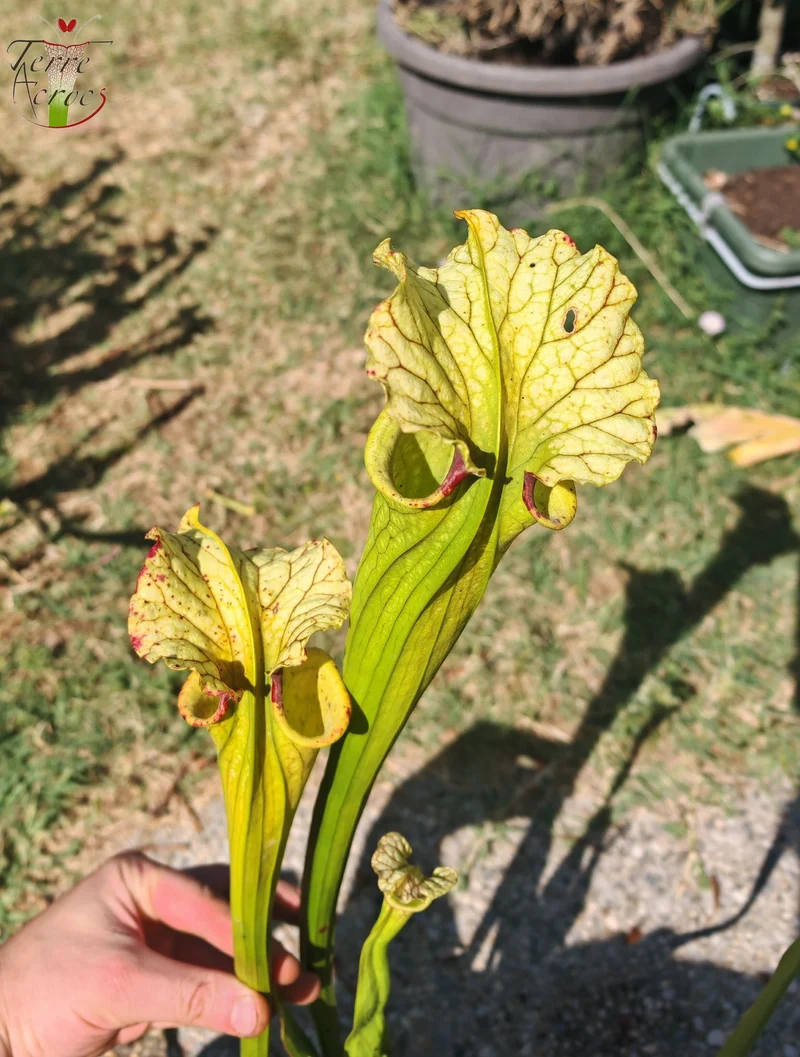 LBU09-04 Sarracenia hybride