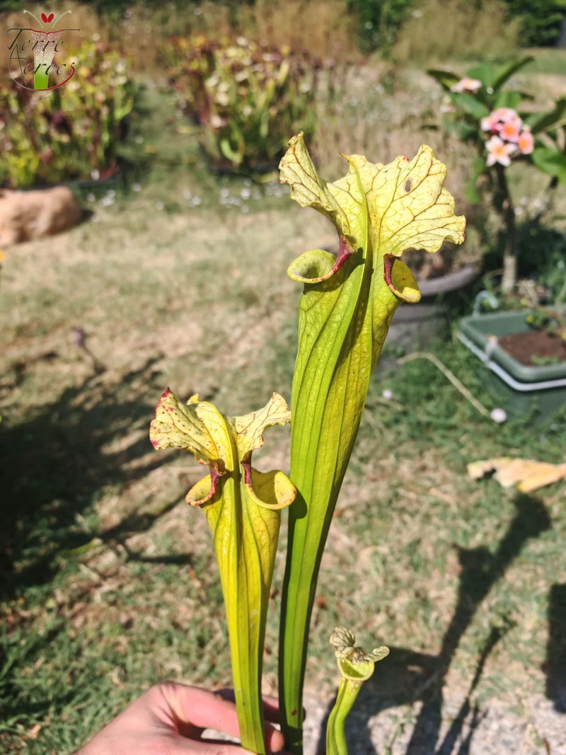 LBU09-04 Sarracenia hybride
