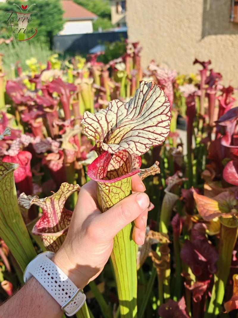 SX67 Sarracenia x ((S. leucophylla x S. oreophila) x S. leucophylla)
