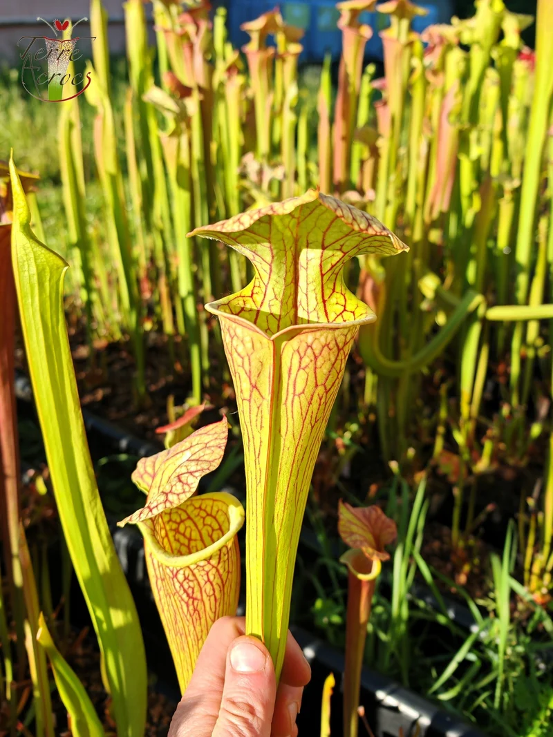 SX67 Sarracenia x ((S. leucophylla x S. oreophila) x S. leucophylla)