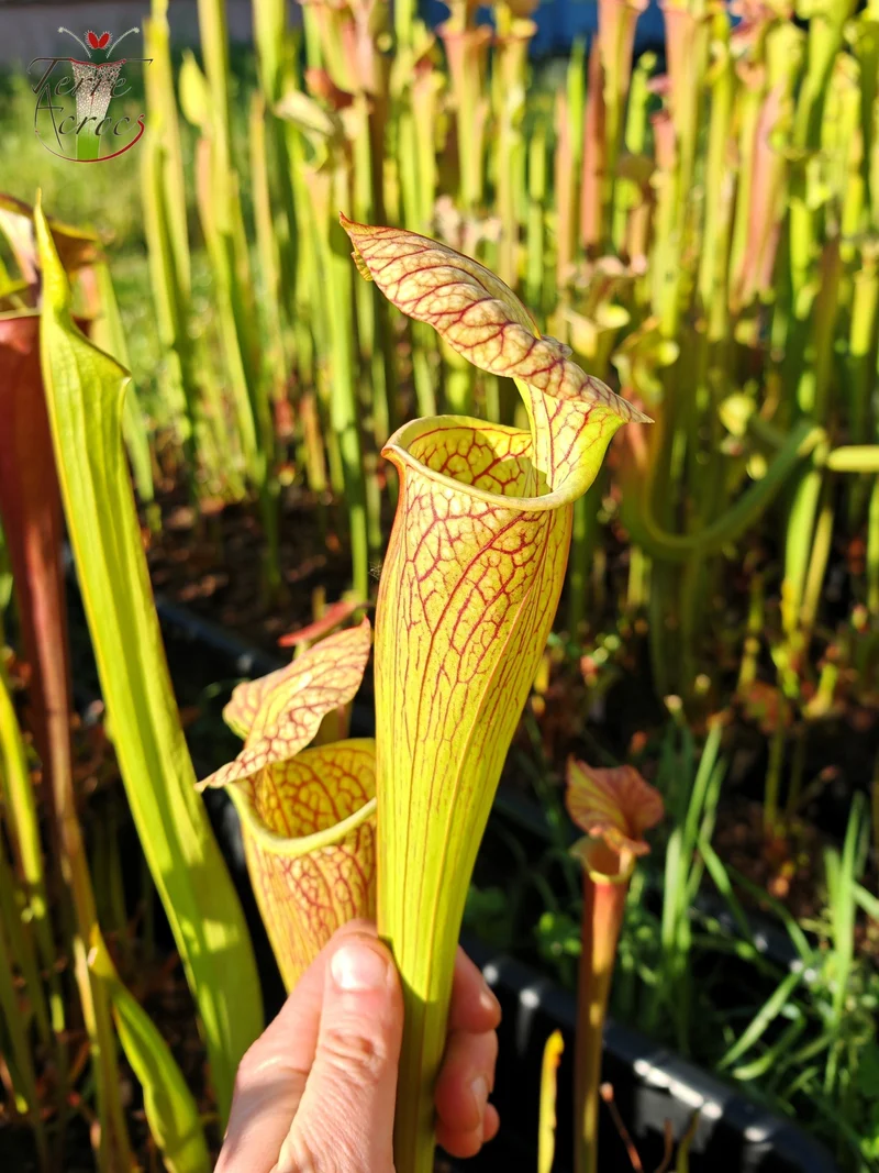 SX67 Sarracenia x ((S. leucophylla x S. oreophila) x S. leucophylla)
