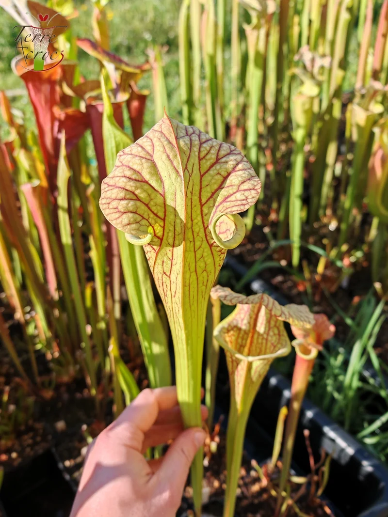 SX67 Sarracenia x ((S. leucophylla x S. oreophila) x S. leucophylla)