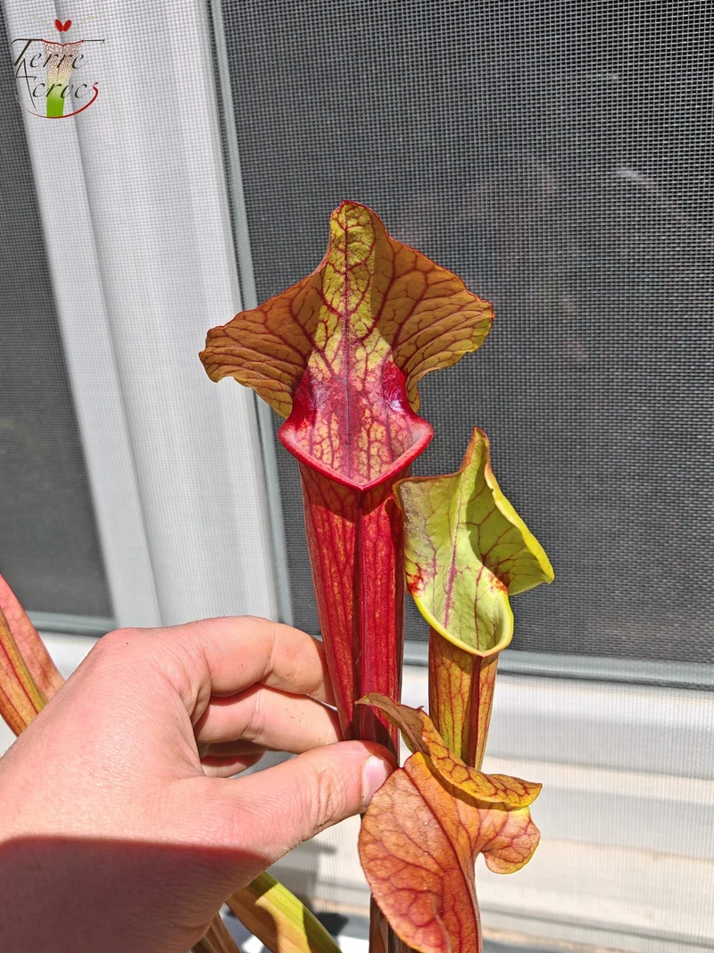 SX22d Sarracenia x (S. flava var. ornata x S. x mitchelliana)(clone d)